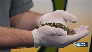 Wild Side: GPNC introduces a barred tiger salamander, Kansas&#39; state amphibian