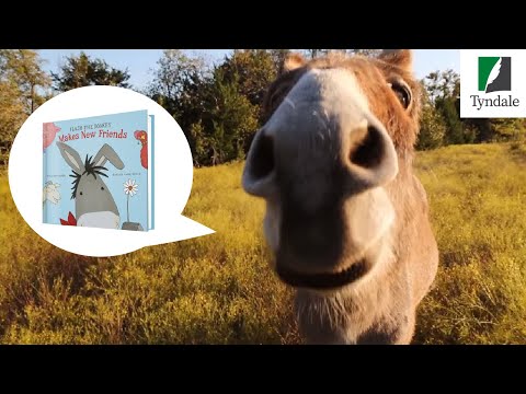 Flash the Donkey