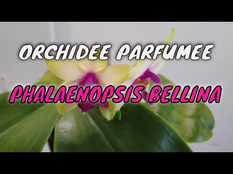 , title : 'Comment cultiver l'orchidée Phalaenopsis Bellina ?'