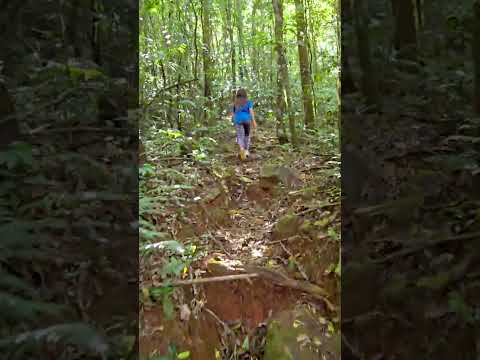 Reserva Forestal El Montuoso, Chepo, Provincia de Herrera, Las Minas, Panama
