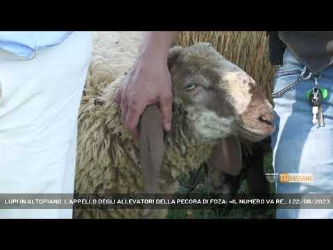 LUPI IN ALTOPIANO, L'APPELLO DEGLI ALLEVATORI DELLA PECORA DI FOZA: «IL NUMERO VA RE... | 22/08/2023