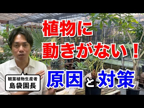 ローズマリーの葉が茶色になるのはなぜですか?最も一般的な 5 つの原因と植物を救うためのヒント  庭園