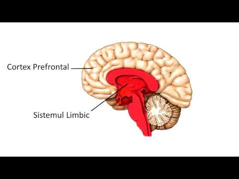 Cum scap de pornografie - NeuroBiologia Adictiei