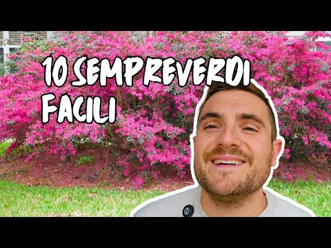 10 PIANTE SEMPREVERDI FACILI PER TUTTI I GIARDINI