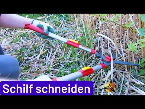 Schilfgras: Schilf selber schneiden & Bastelideen