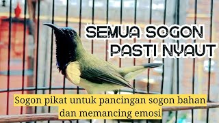 Download lagu Pancingan sogon gacor memanggil lawan... Sogon pikat ampuh❗ mp3 Download lagu Pancingan sogon gacor memanggil lawan... Sogon pikat ampuh❗ mp3
