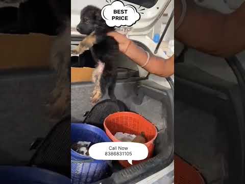 order kare 8386831105 #dogs #viral #pets