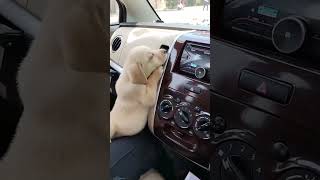 Download lagu He's just like me in the summer! 🥵 (Via - Nilesh H.) #Dog #Puppy #YellowLab mp3