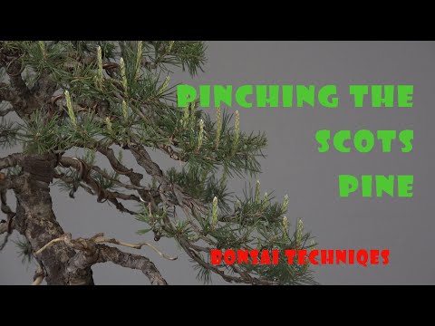 Bonsai techniques: how to pinch the Scots pine