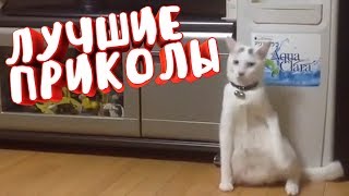 ЛУЧШИЕ ПРИКОЛЫ 2018