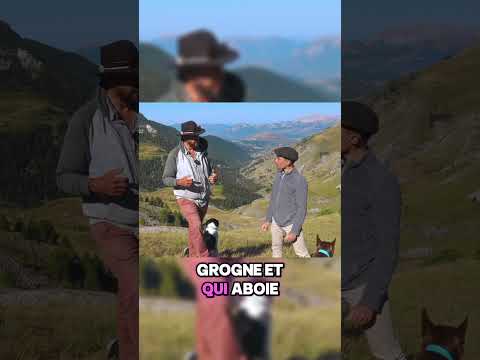 Chiens de protection en rando : comment se comporter ?