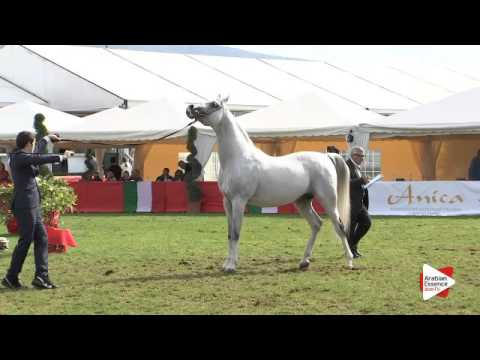 N.109 EK DEHOR - Arezzo 2015 - Stallion 10 years old and older (Class 12)