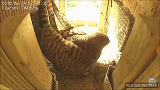 Spatz auf der Speisekarte!