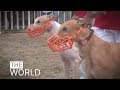 What will happen to more than 600 Australian-bred greyhounds when Macau's infamous Canidrome closes?