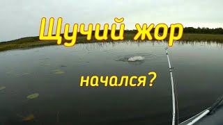 Ссылка