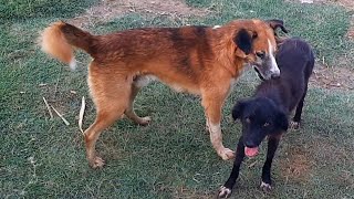 Dog mating season has begun. Subscribe to the channel.