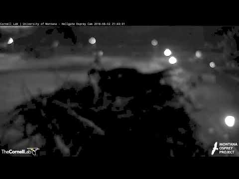 Nighttime Fish Delivery On Hellgate Osprey Cam – Aug. 2. 2018