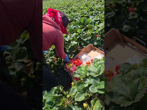 como se trabaja en California? #oaxaca #usa #california