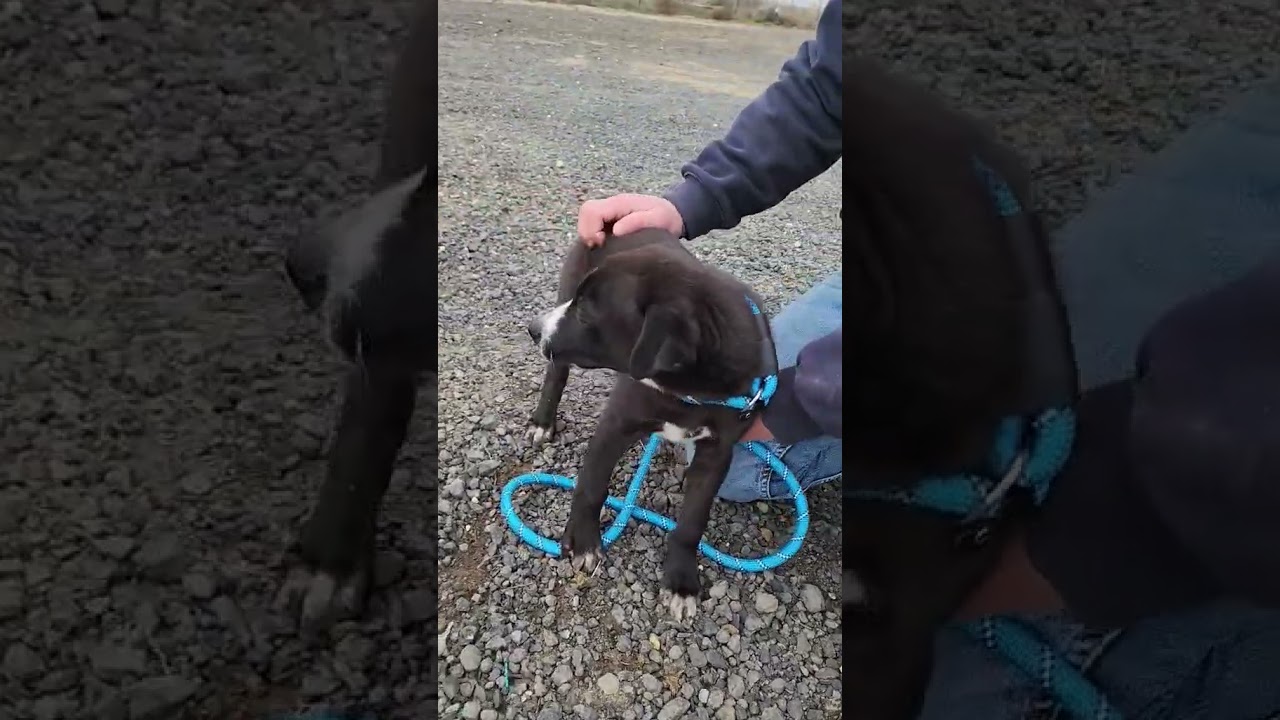 Enlarge Dart, an adopted mixed breed in Olympia, WA video 6/6