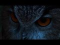 Documentary Nature - The Eagle Owl: The Lord of the Night