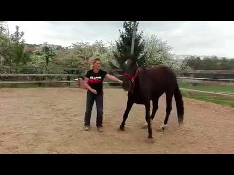 MUSTANG MAKEOVER 2018 // Update 1 TAG 3299 - Ankunft bei Cathleen Trudrung