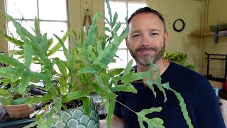 Blue Star Fern Repot & Care Guide ~ Phlebodium Aureum