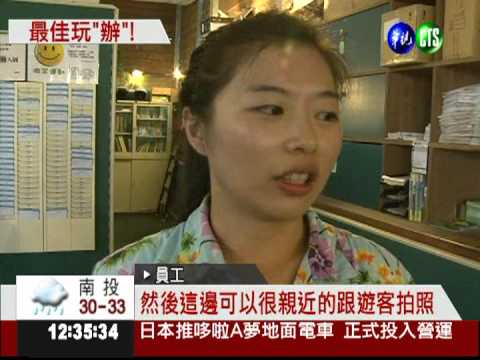 鵜鶘住進辦公室 陪員工辦公!