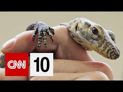 コモドドラゴンがいっぱいの島｜2019年10月4日 (The Island Full of Komodo Dragons | October 4, 2019)