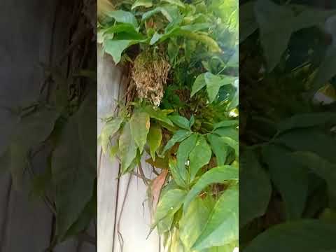 Fazenda centenária Santa Rita do Sapucaí Minas Gerais