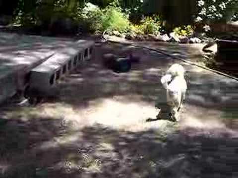 bobbie joe (who is blind) chasing kids