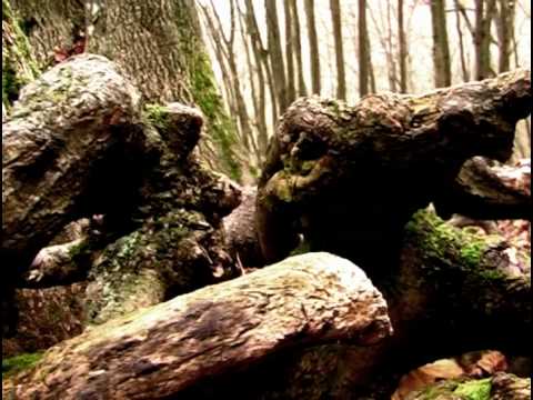 Síla - Čekání na medvěda