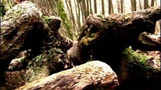 Video Čekání na medvěda