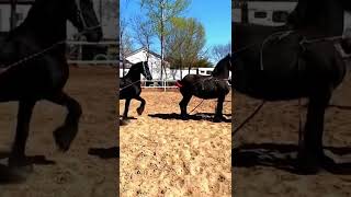 Download lagu Best High Generation Horse Breeding Short video like share subscribe 👍 mp3