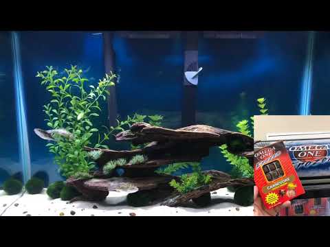 *FIGURE 8 PUFFER FISH CARE*