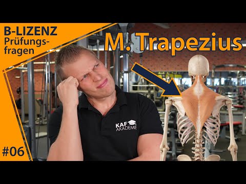 What are the attachments of the trapezius muscle? | B-License Exam Questions #6