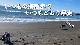 【いつものお散歩#18】大好きな海　イングリッシュコッカースパニエル 「みみ」の気持ち
