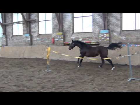 FOR SALE - Coffin - *2011,hosltein stallion by Cassin (Cassini I x Calido),www.salesporthorses.com