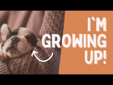 From Pup to Pooch: Navigating Your Dog's Transition to Adulthood