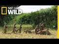 Mongooses Stick Together For Survival | Nat Geo Wild