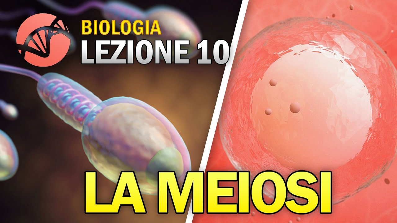 BIOLOGIA - Lezione 10 - La Meiosi