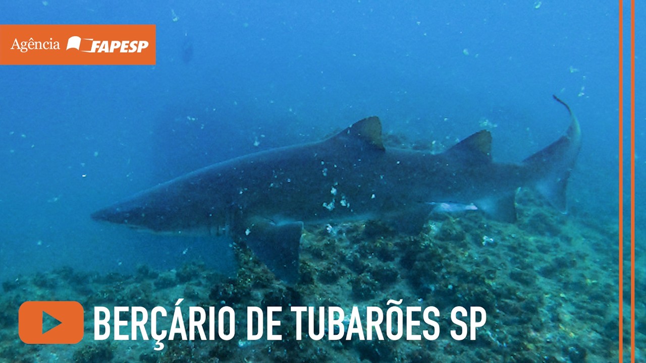 Arquipélago de Alcatrazes tornou-se local de reprodução para o tubarão-mangona