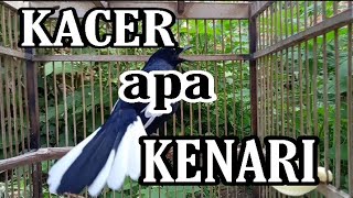 Download lagu Kacer Isian Kenari mp3 Download lagu Kacer Isian Kenari mp3