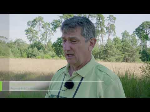 Le retour du balbuzard pêcheur en forêt d'Orléans !