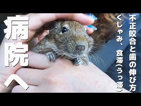 園芸 チリのデグー病