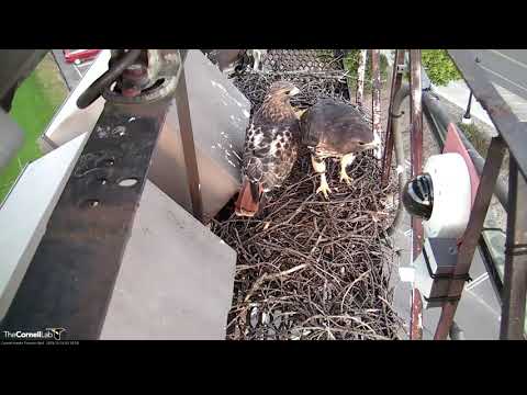 Big Red And Arthur Make Autumn Visit To Nest Site – Oct. 14, 2019