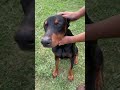 Doberman Bath Time