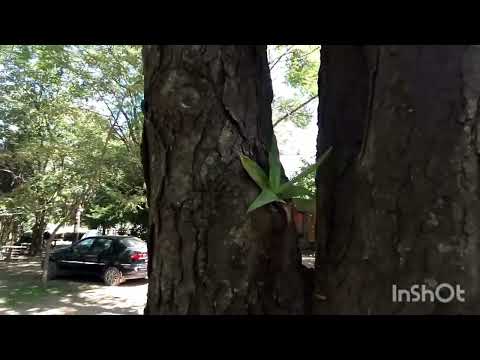 San Antonio de areco  me atrapa 3 días , personas y lugares maravillosos... Cap.3