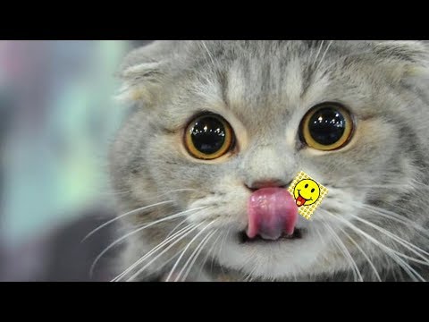 The Cat 99  Miaow Sistema 3 Remix