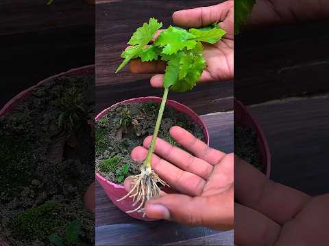 , title : 'How to grow grapes cutting simple techniques #viral #shorts'