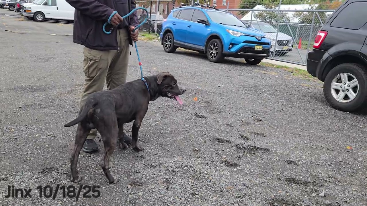 Enlarge Jinx, a other Pit Bull Terrier in Trenton, NJ video 3/3
